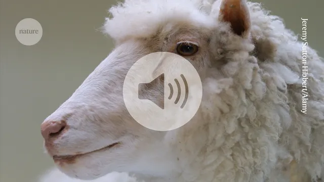 A Herança de 30 Anos de Dolly, a Ovelha Clonada