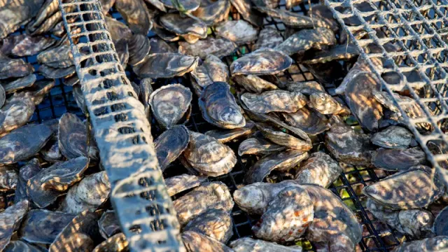Anfíbios podem ter o antídoto para a toxina letal causada pela intoxicação por m