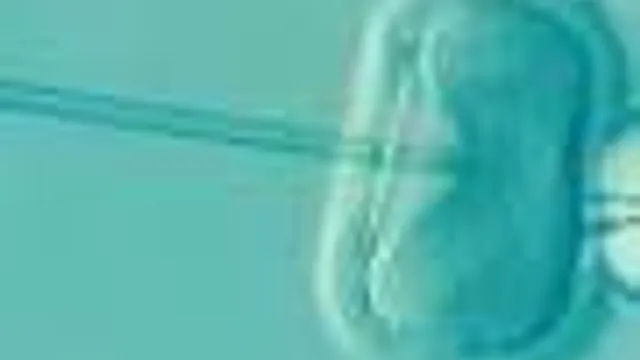 Europeus apoiam tratamentos de fertilidade financiados pelo Estado em quatro paí