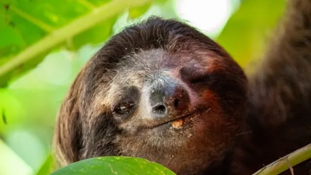 O Mistério da Fadiga do Sloth Descoberto no Seu Genoma