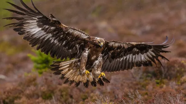 Gold Eagle: O Novo Centro de Vulnerabilidade da Casa Branca