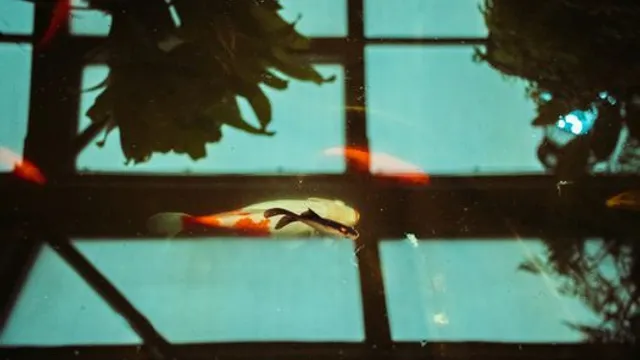 Guitarra-Shaped Koi-Pond deslumbrante em New York Fashion Week