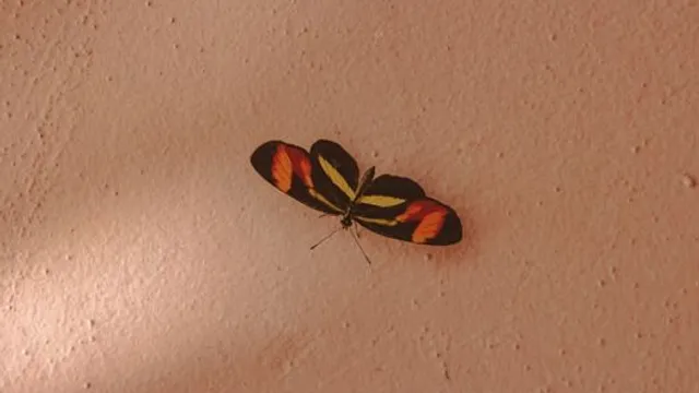 O Secreto da Longevidade da Borboleta Heliconius
